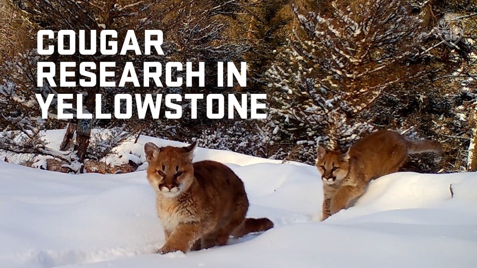 A cougar on a snowy Yellowstone hillside