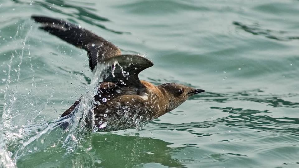 A marbled murrelet taking off from the water