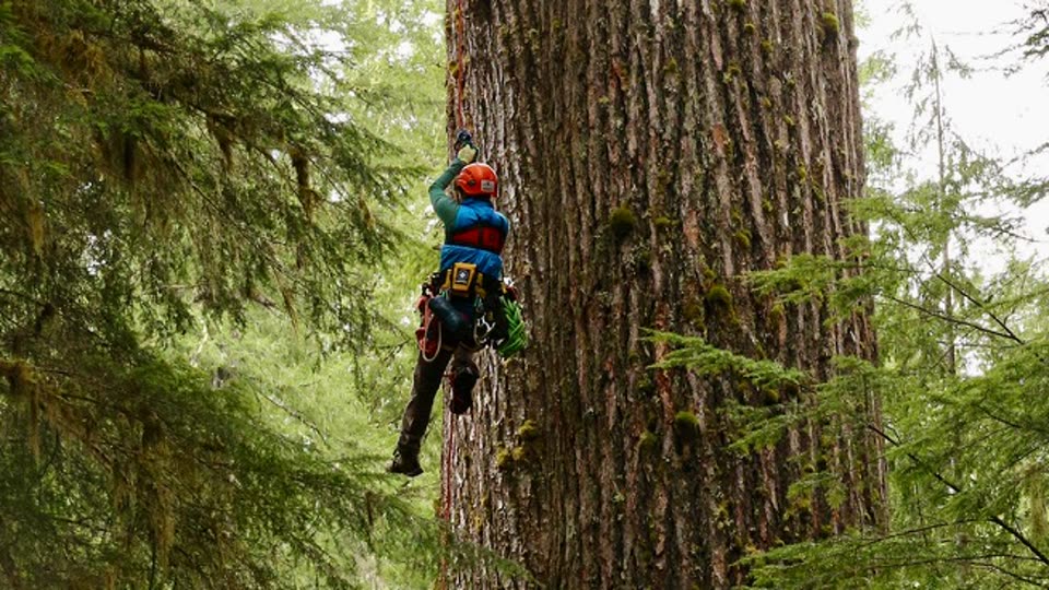A researcher climbing a large old-growth conifer