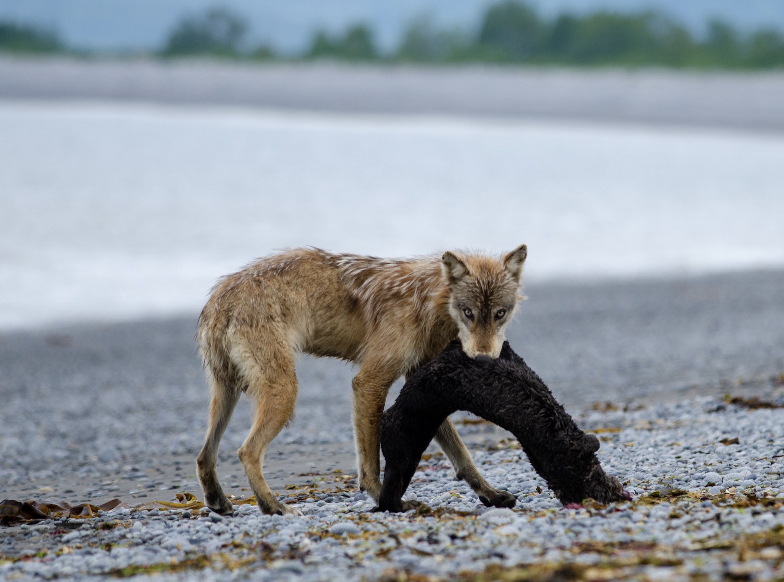 AI wildlife monitoring camera system