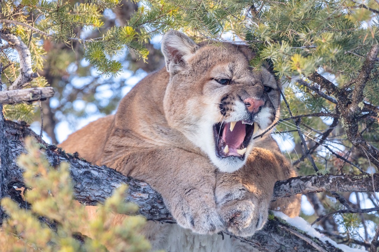 Mountain lion snarling in a conifer tree