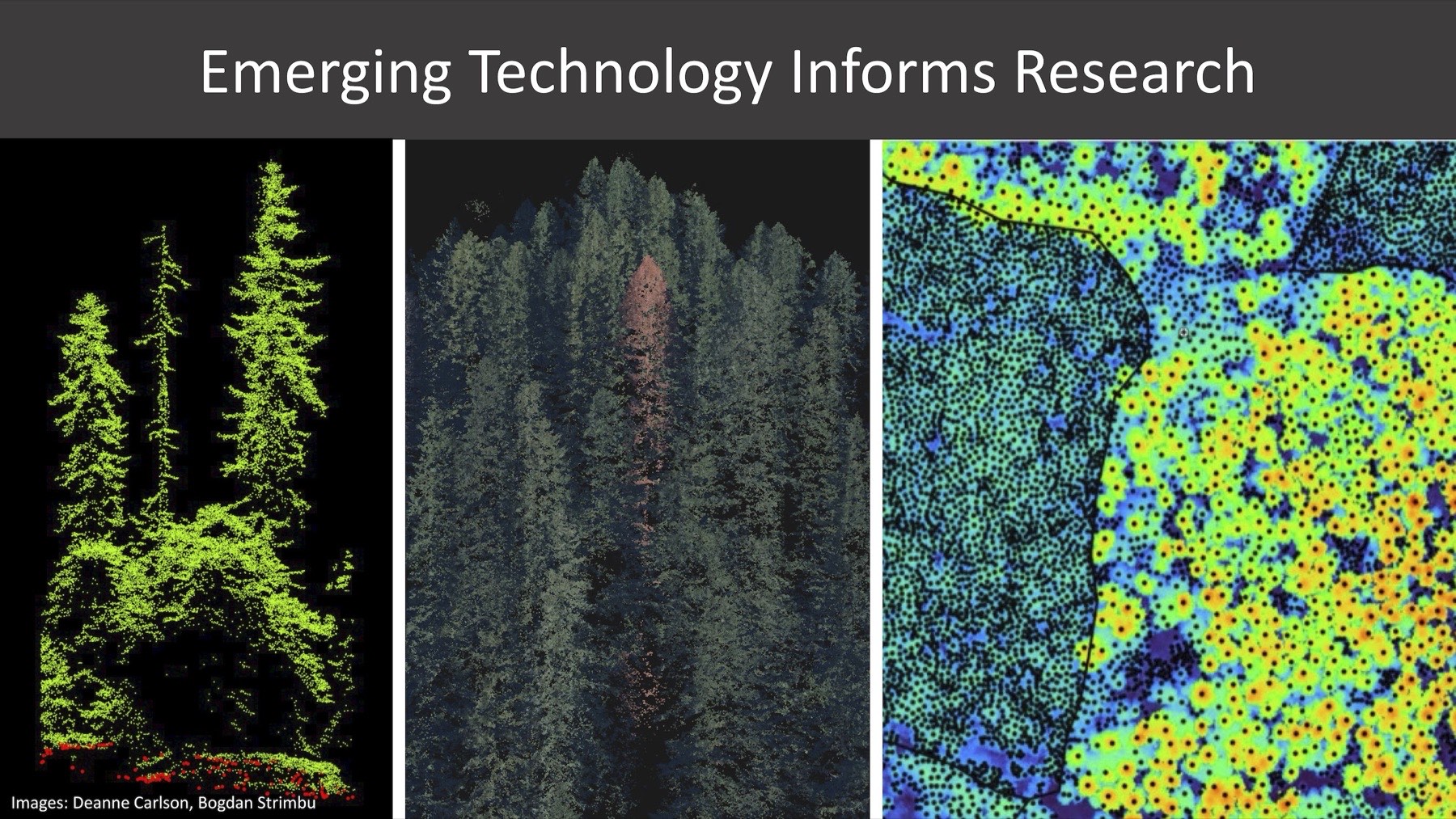 LiDAR forest structure visualization
