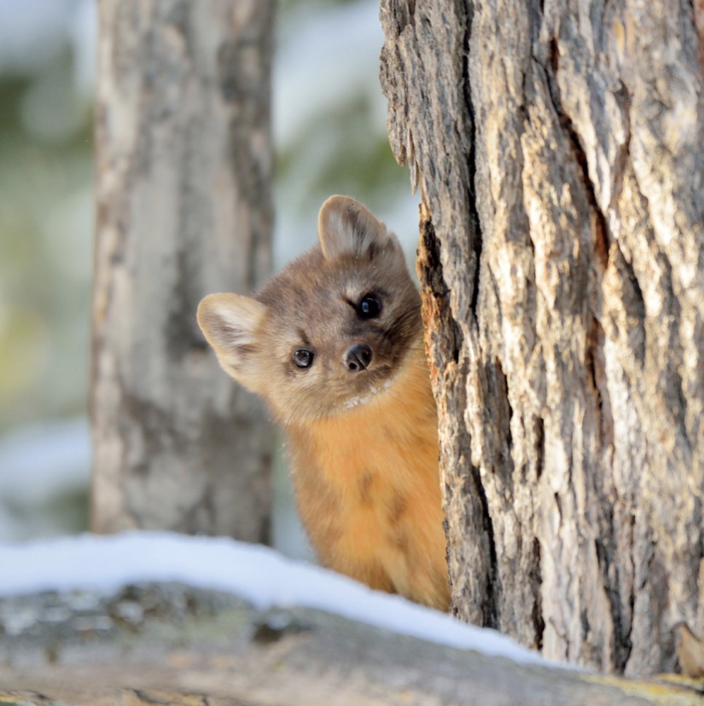 Pacific marten peering around a tree in winter