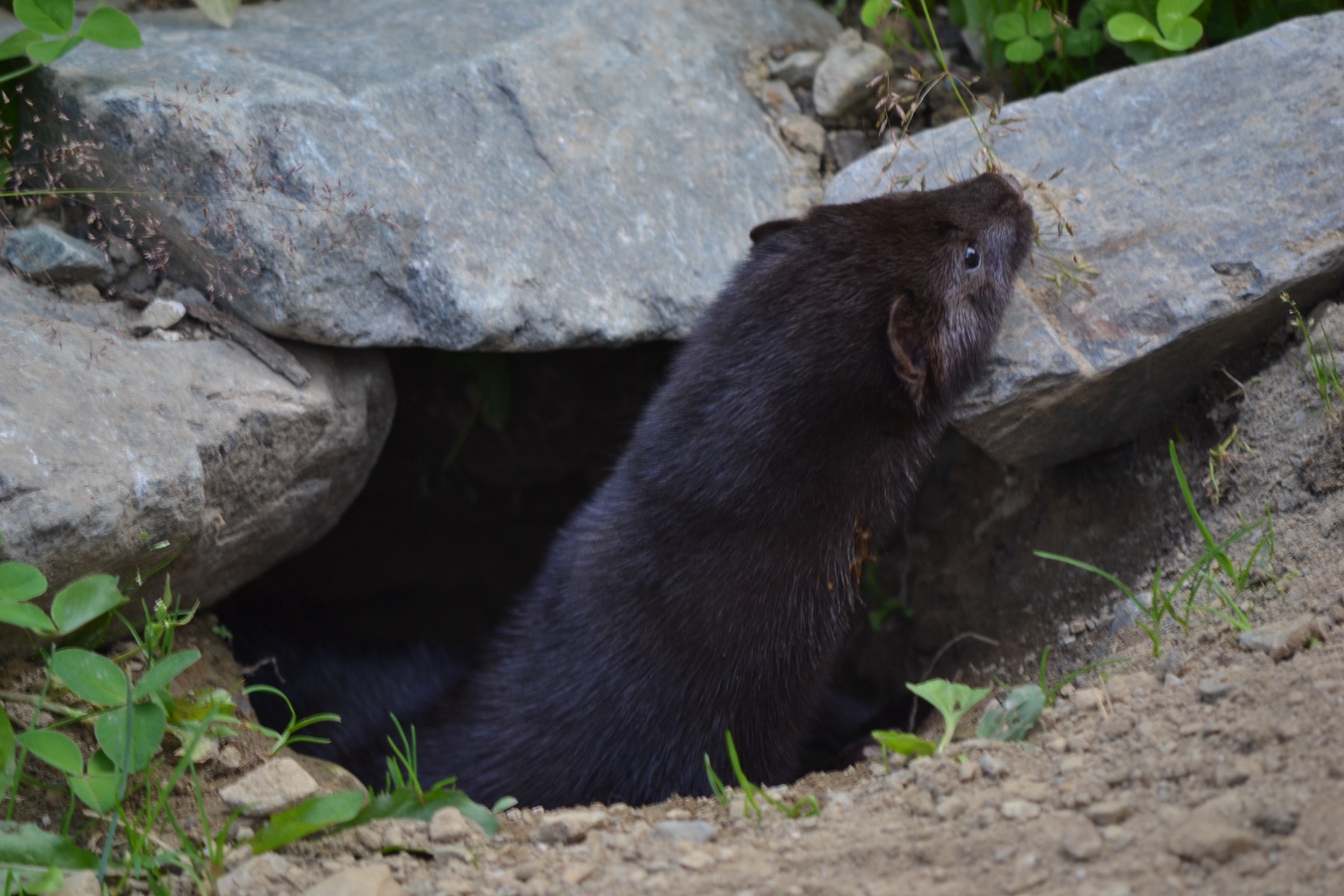 Mink