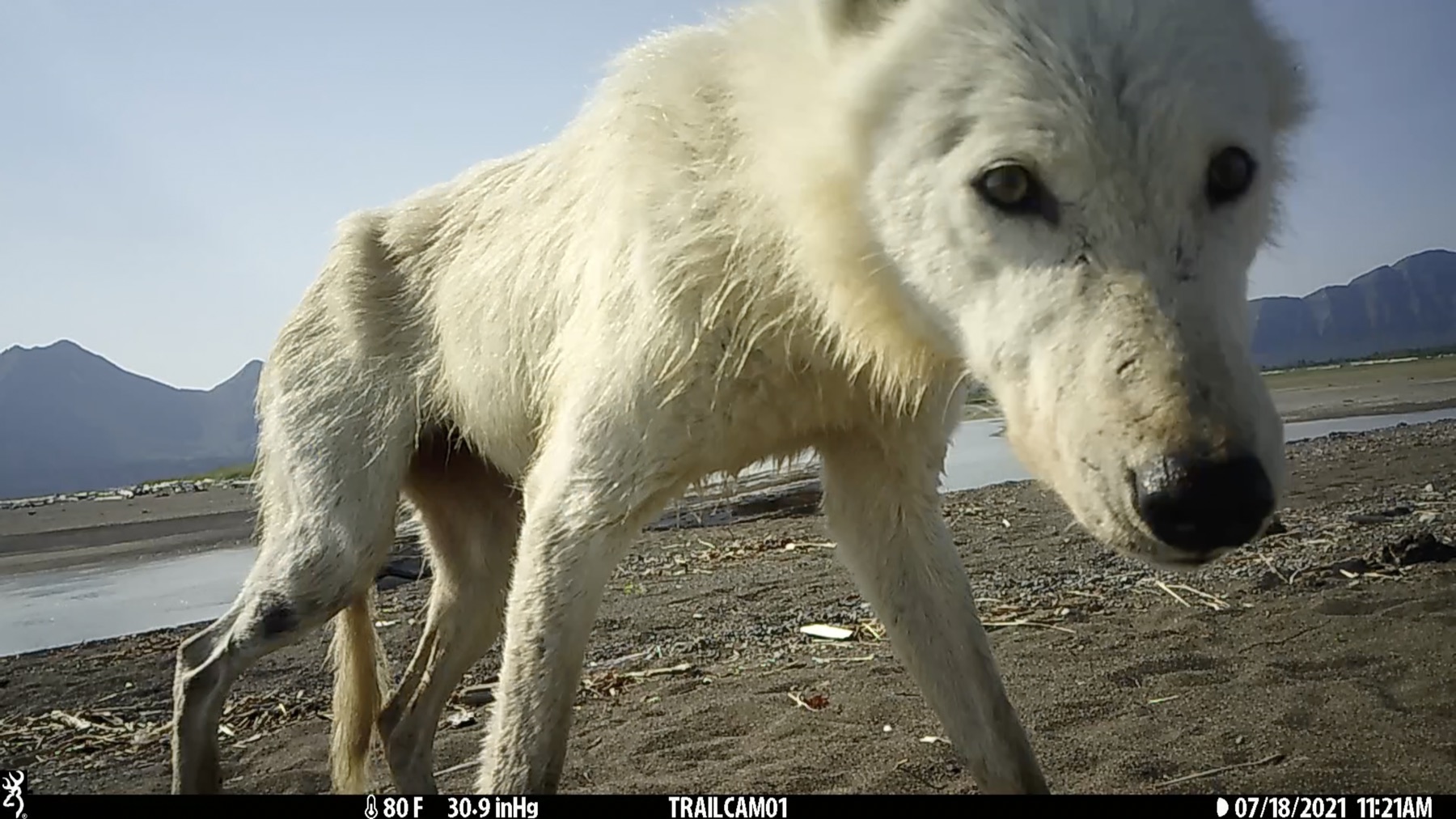 Wildlife monitoring technology