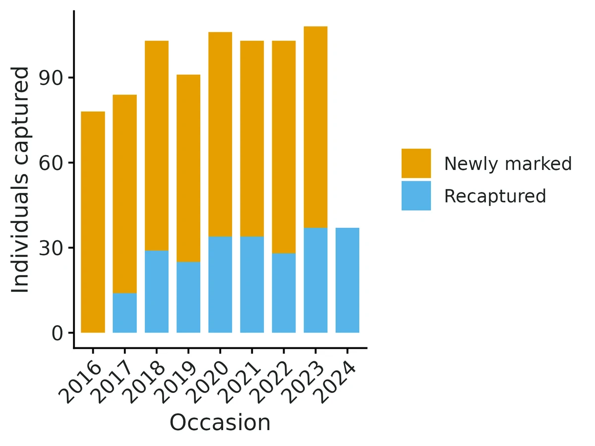 Figure: Individuals captured per occasion: newly marked (first capture) and recaptures of previously marked animals.
