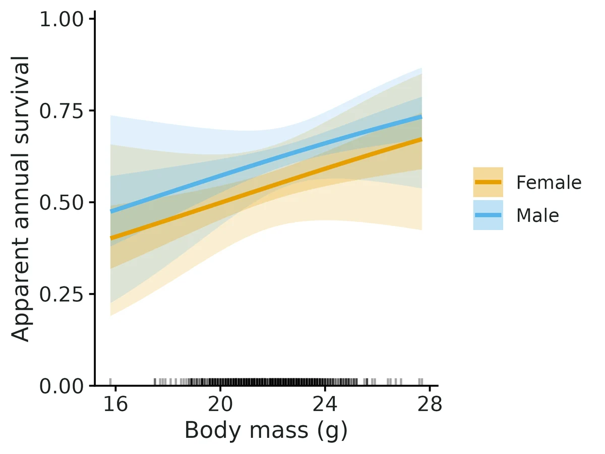 Figure: Apparent survival versus body mass (g) (line: maximum-likelihood estimate; dark band: 50%, light band: 95% confidence interval), one curve per Sex; other covariates at their means.