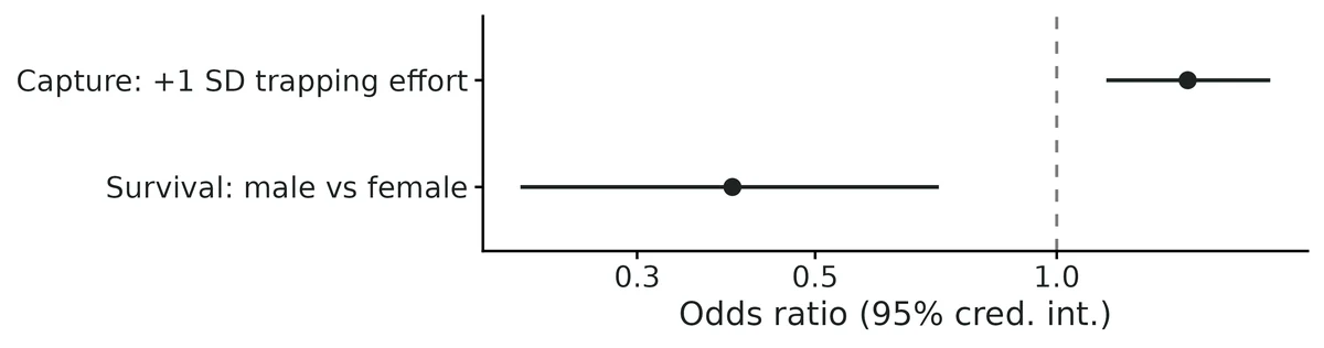 Figure: Effects on the odds of apparent survival (survival_beta_*: male level vs reference) and of capture (detection_beta_*: per 1 SD of the covariate).