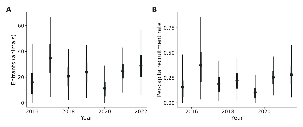 Figure: (A) Number of animals entering the population (births plus immigrants) that were first present at each occasion; (B) per-capita recruitment, entrants at t+1 divided by abundance at t, plotted at the midpoint of each interval.