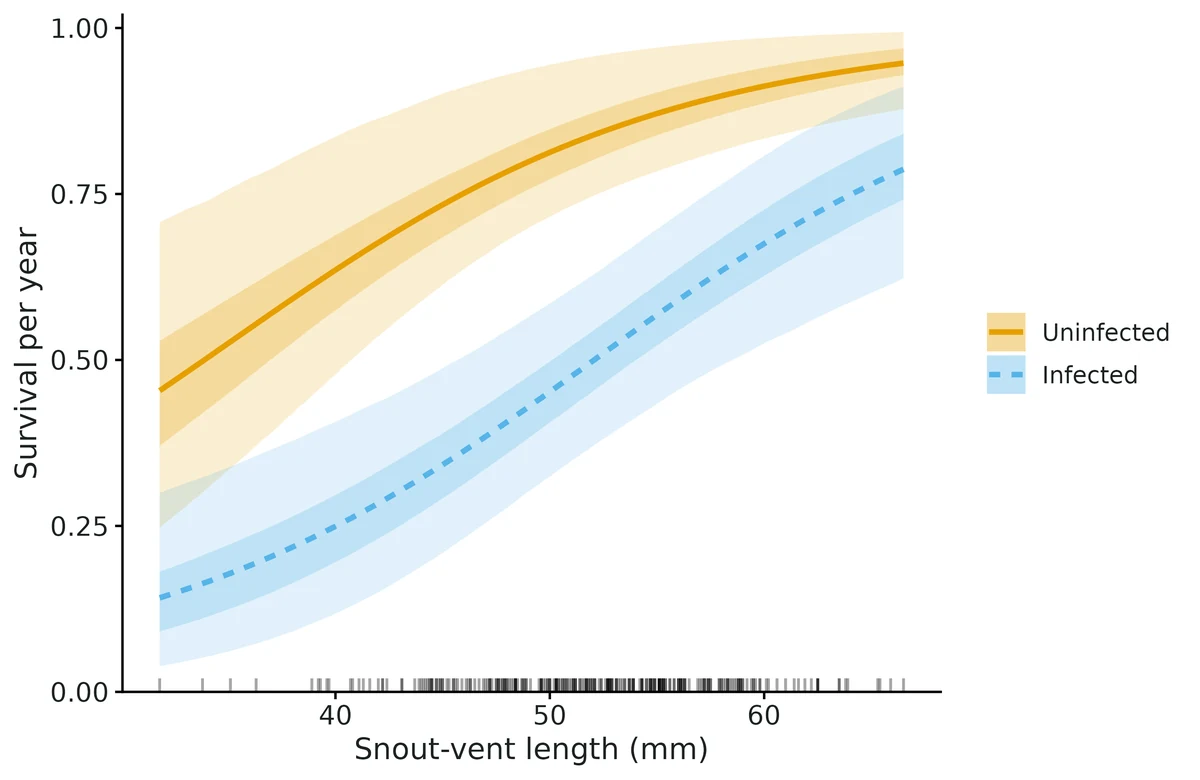 Figure: Survival per year against Snout-vent length (mm), one curve per state (other covariates at their mean); dark band = 50% and light band = 95% credible intervals.