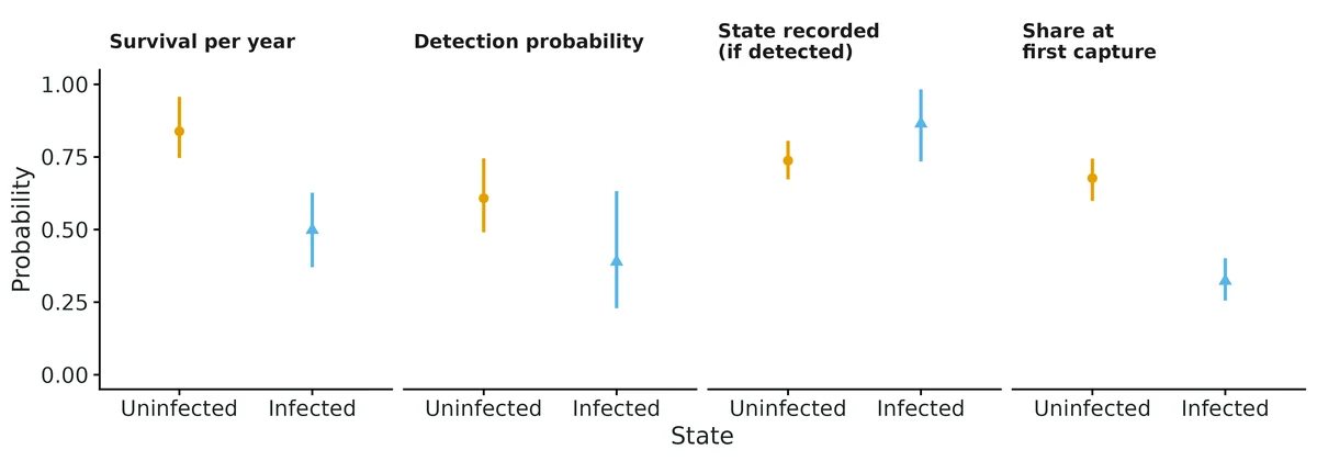 Figure: State-specific survival (per year), detection, probability that a detected animal's state was recorded, and the state distribution at first capture, with posterior means and 95% credible intervals (at average covariate values).