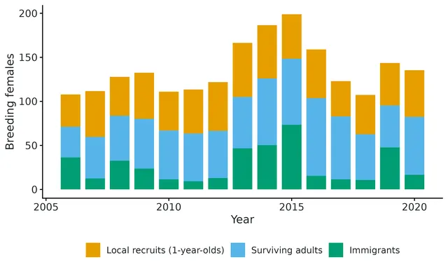 Figure: Composition of the breeding population each year (posterior means): females recruited locally (born in the study area the year before), surviving adults and immigrants.